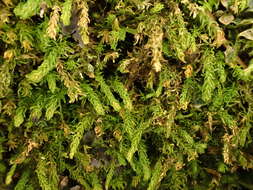 Image of Rugel's anomodon moss