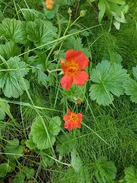 Image of Geum coccineum Sibth. & Sm.