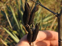 Image of twistleaf yucca