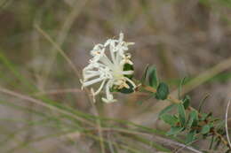 Image of Pimelea humilis R. Br.