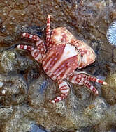 Image of spotted porcelain crab