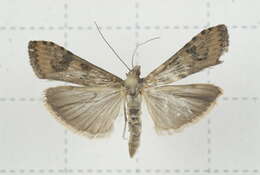 Image of Nomophila noctuella Schiffermüller