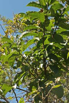 Image of Iochroma fuchsioides (Kunth) Miers