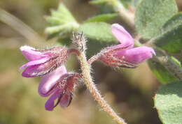 Image of <i>Indigofera alopecuroides</i> var. <i>minor</i> E. Mey.