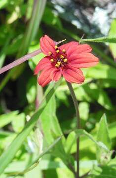 Image of Wedelia purpurea (Greenm.) B. L. Turner