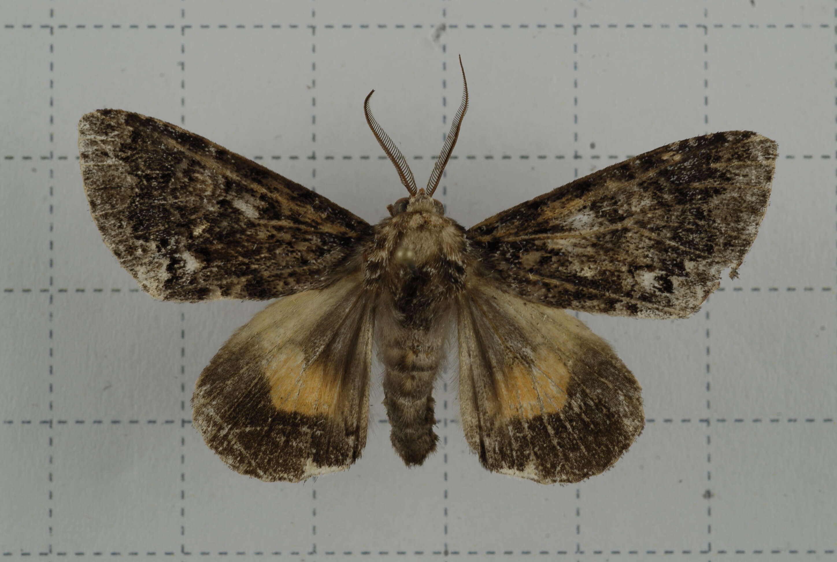 Image of Trisuloides sericea Butler 1881