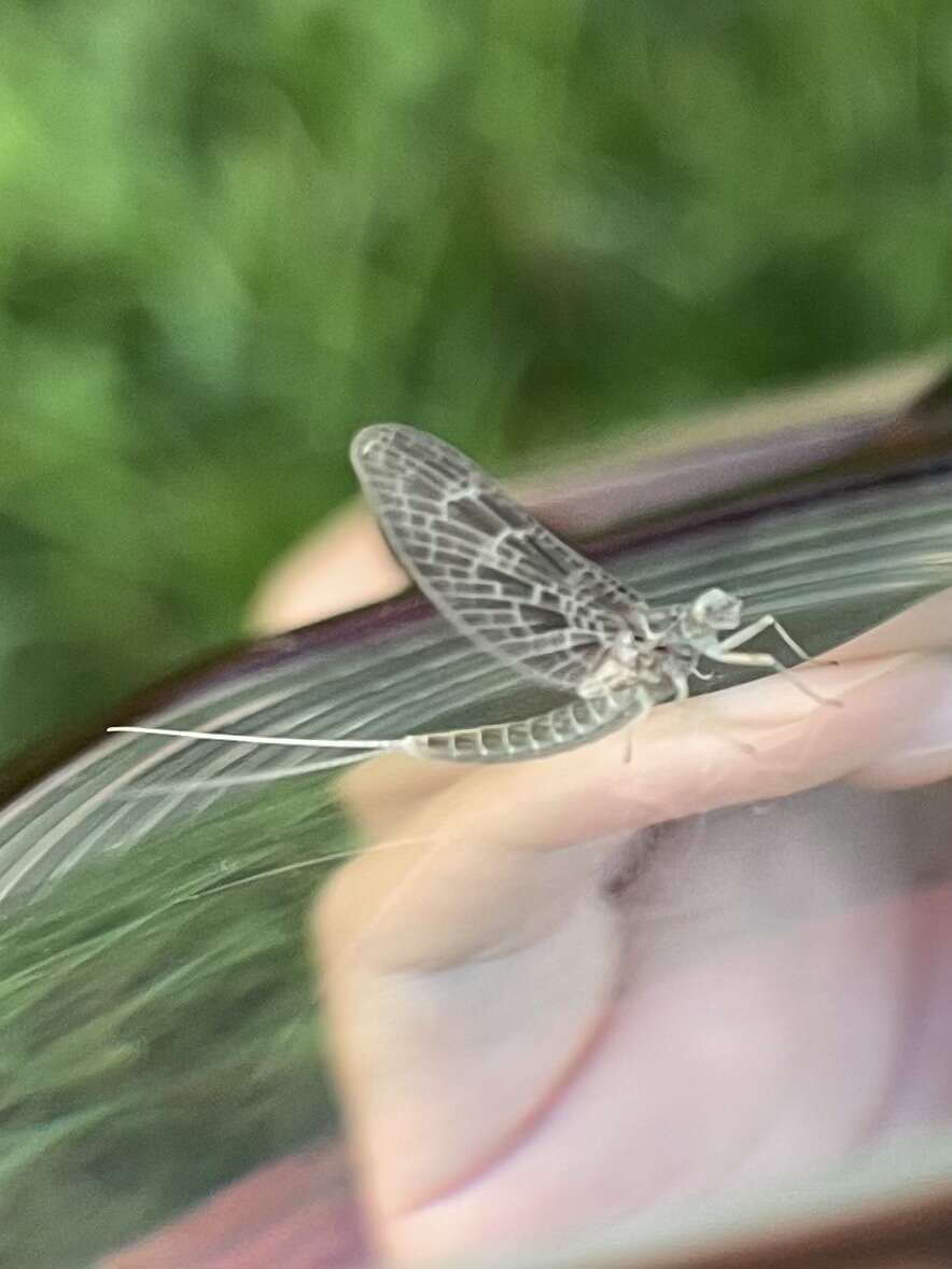 Callibaetis ferrugineus (Walsh 1862) resmi