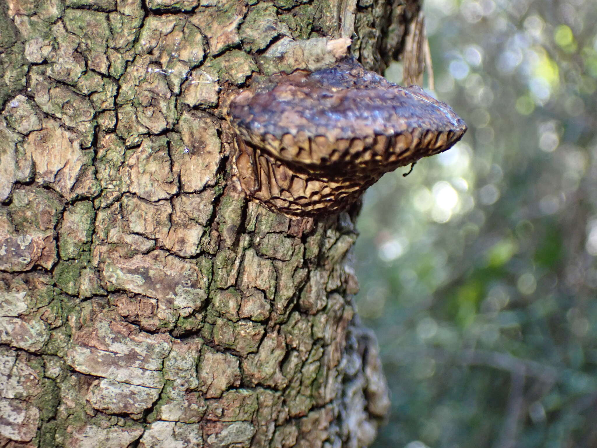 Image of Daedaleopsis nitida (Durieu & Mont.) Zmitr. & Malysheva 2013