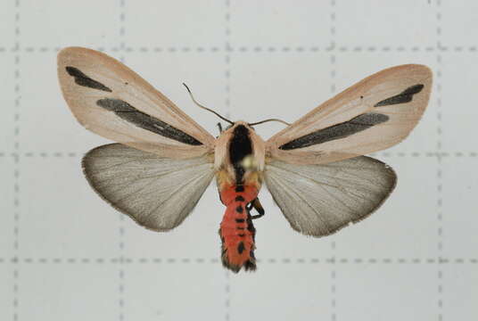 صورة Creatonotos gangis Linnaeus 1763