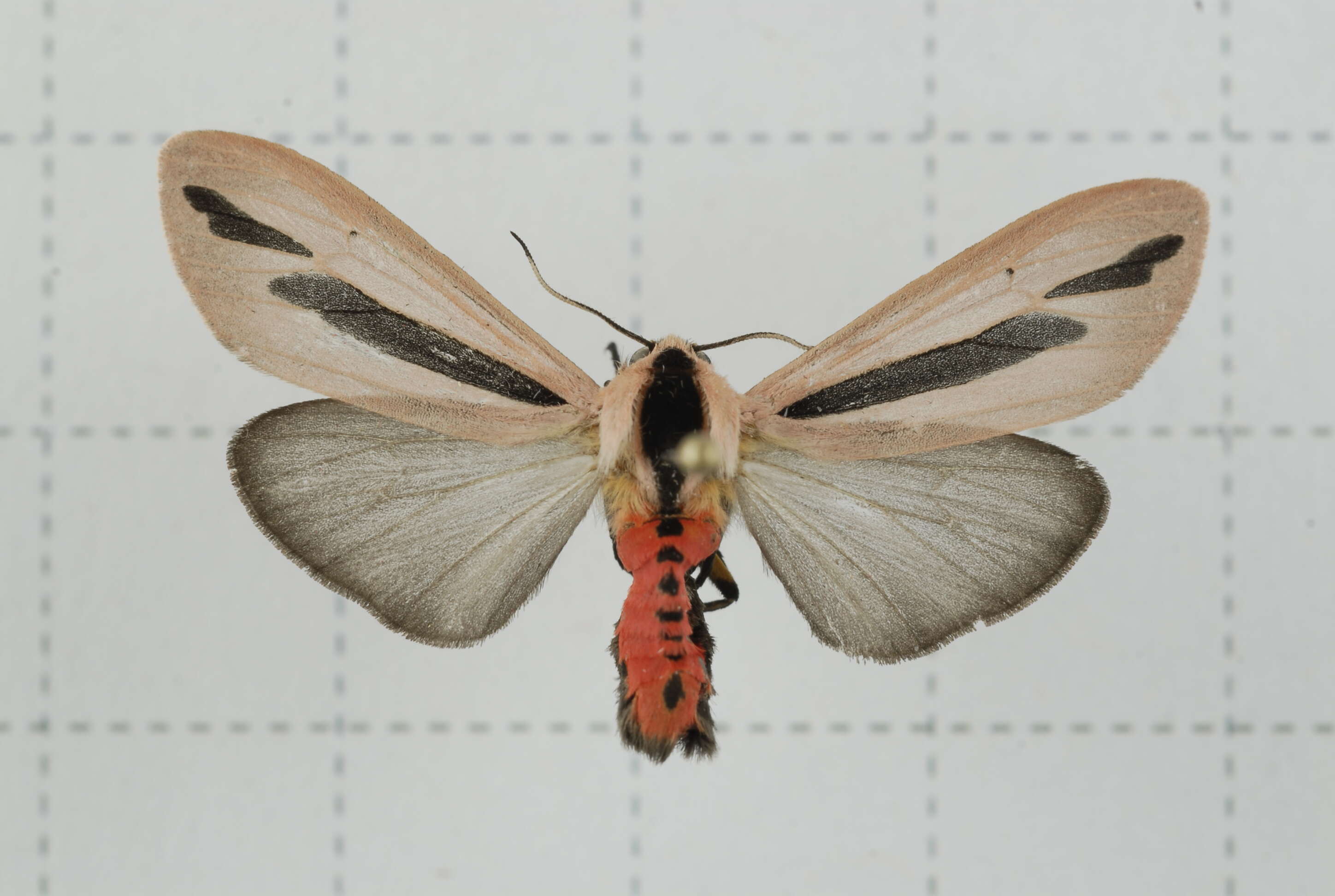 Image of Creatonotos gangis Linnaeus 1763