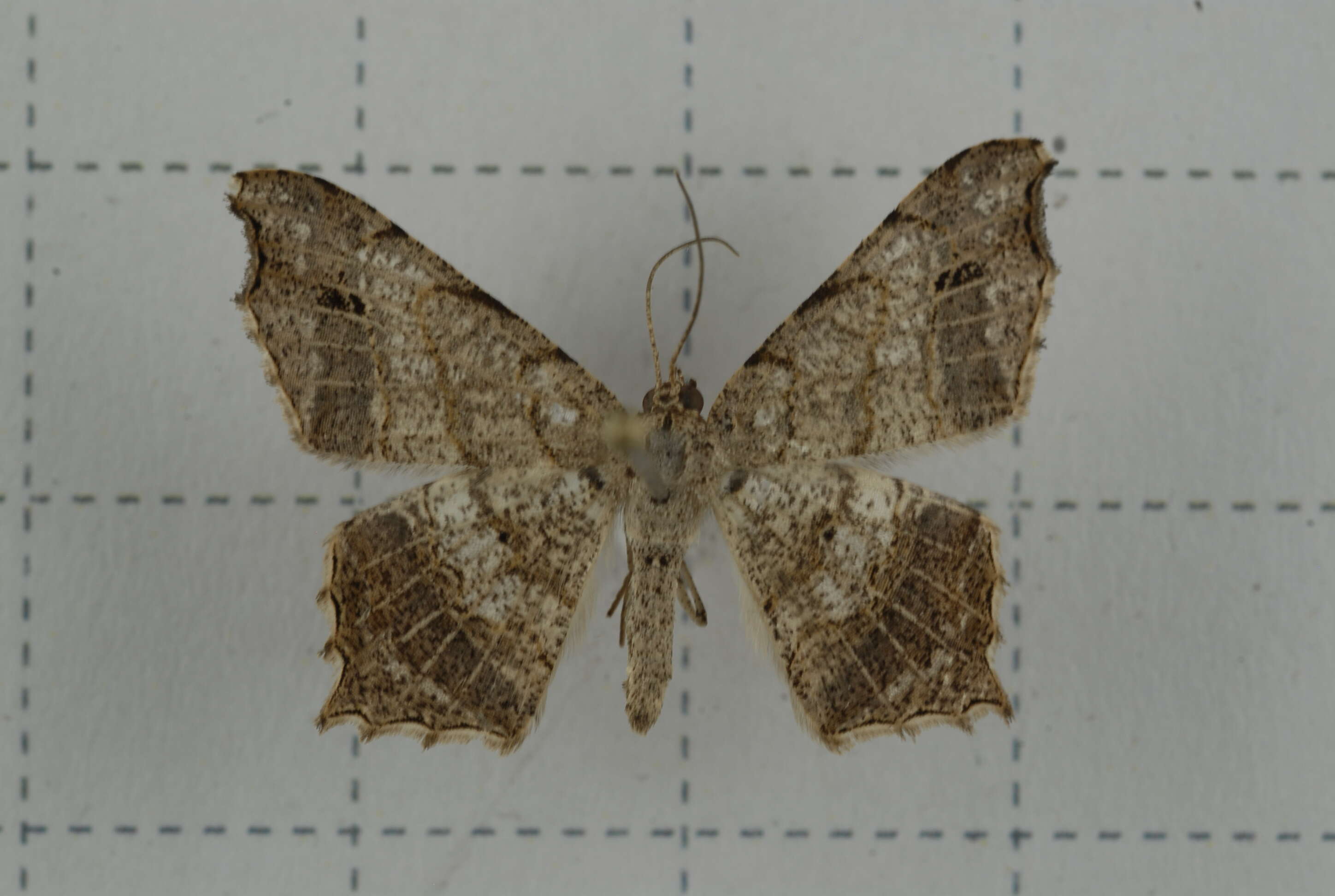 Image of Semiothisa emersaria Walker 1861