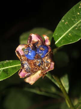 Image of Palicourea glomerulata (Donn. Sm.) Borhidi