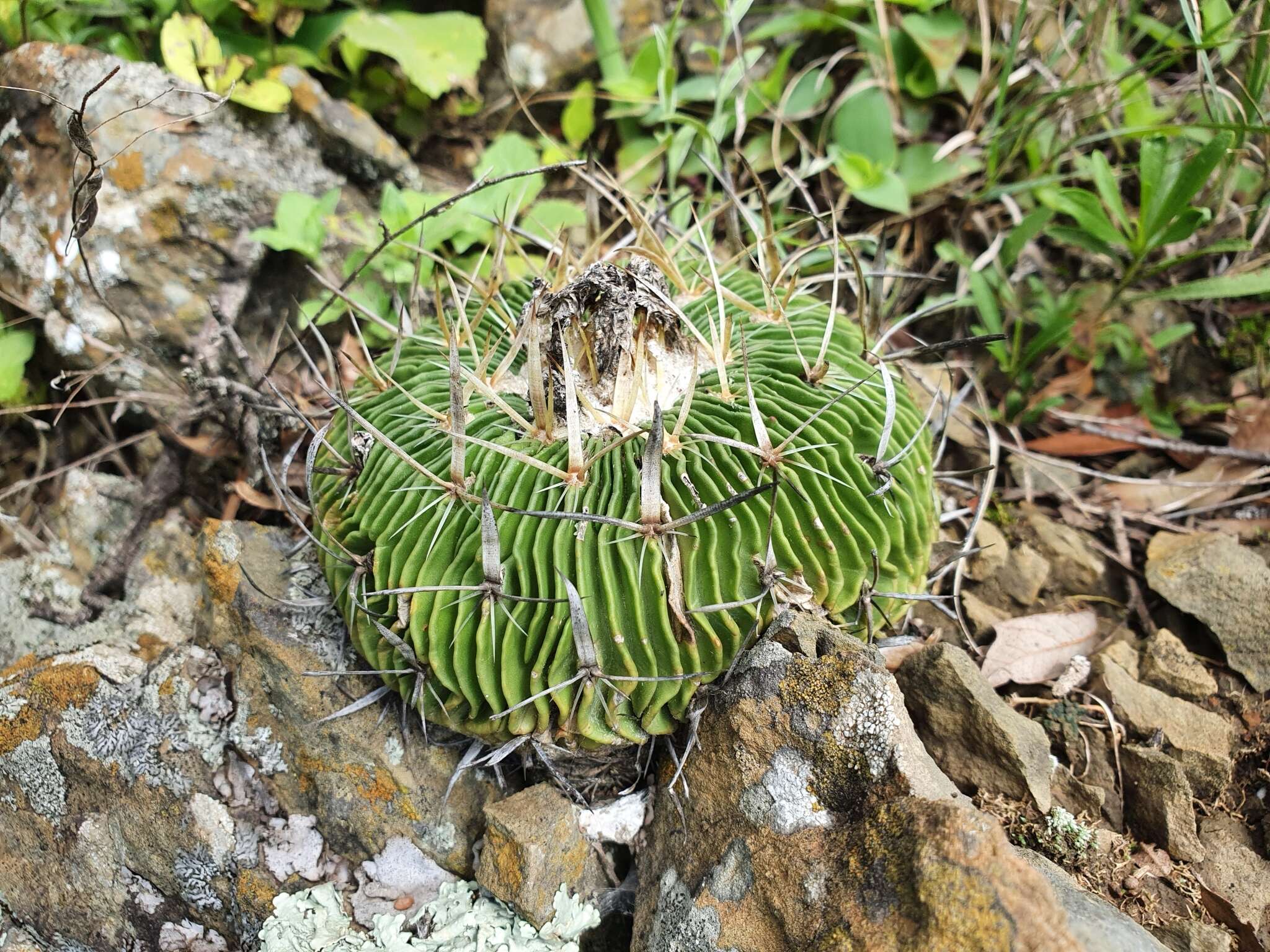 Image of <i>Echinofossulocactus multicostatus</i>