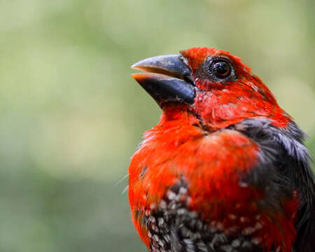 Image of Red-headed Bluebill