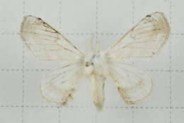 Image of Ernolatia moorei (Hutton 1865)