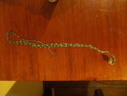 Image of Blunthead Tree Snake