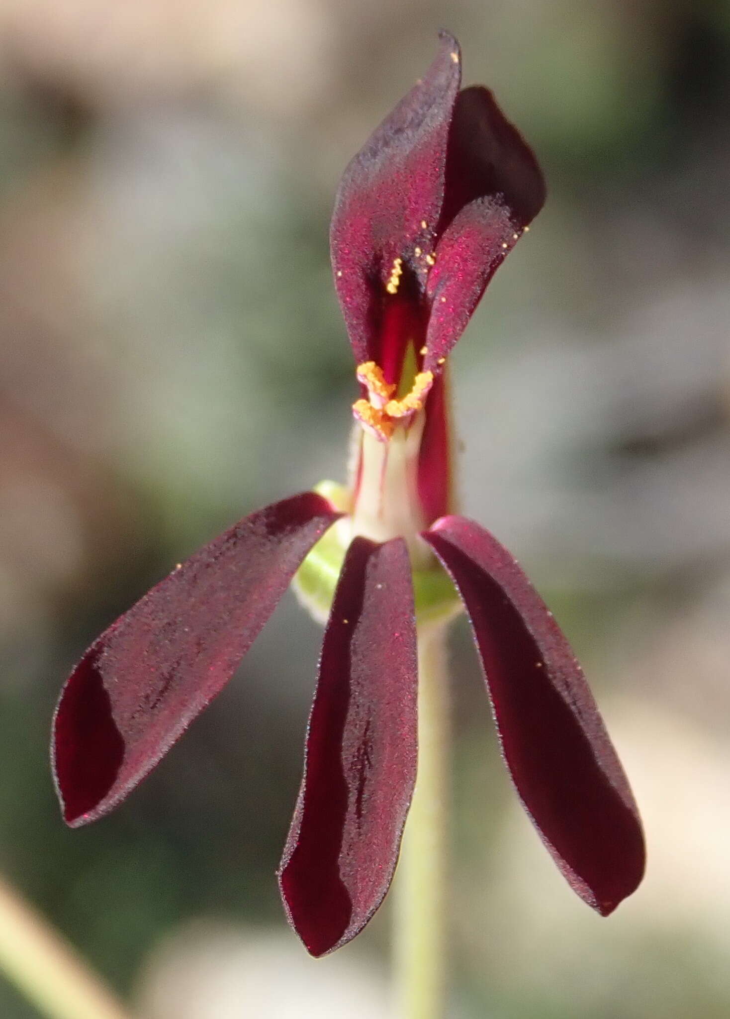 Image of Pelargonium sidoides DC.