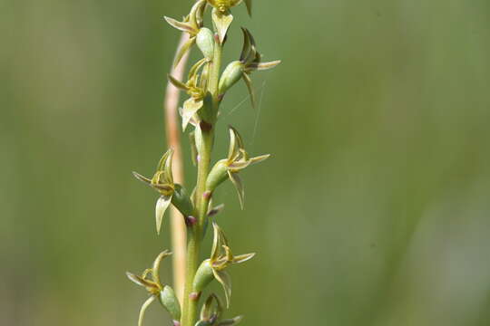 Image of Prasophyllum suaveolens D. L. Jones & R. J. Bates