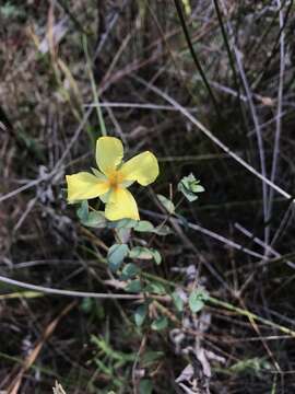 Image of fourpetal St. Johnswort