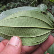 Image of Axinaea macrophylla (Naud.) Triana