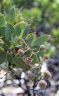 Arctostaphylos viscida subsp. pulchella (T. J. Howell) P. V. Wells resmi