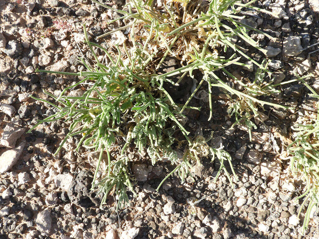 Image of Matthiola parviflora (Schousb.) W. T. Aiton