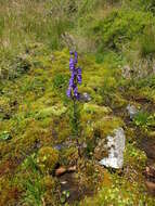 Imagem de Aconitum plicatum Koehler ex Reichb.