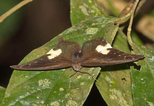 Image of Neorina lowii Doubleday (1849)