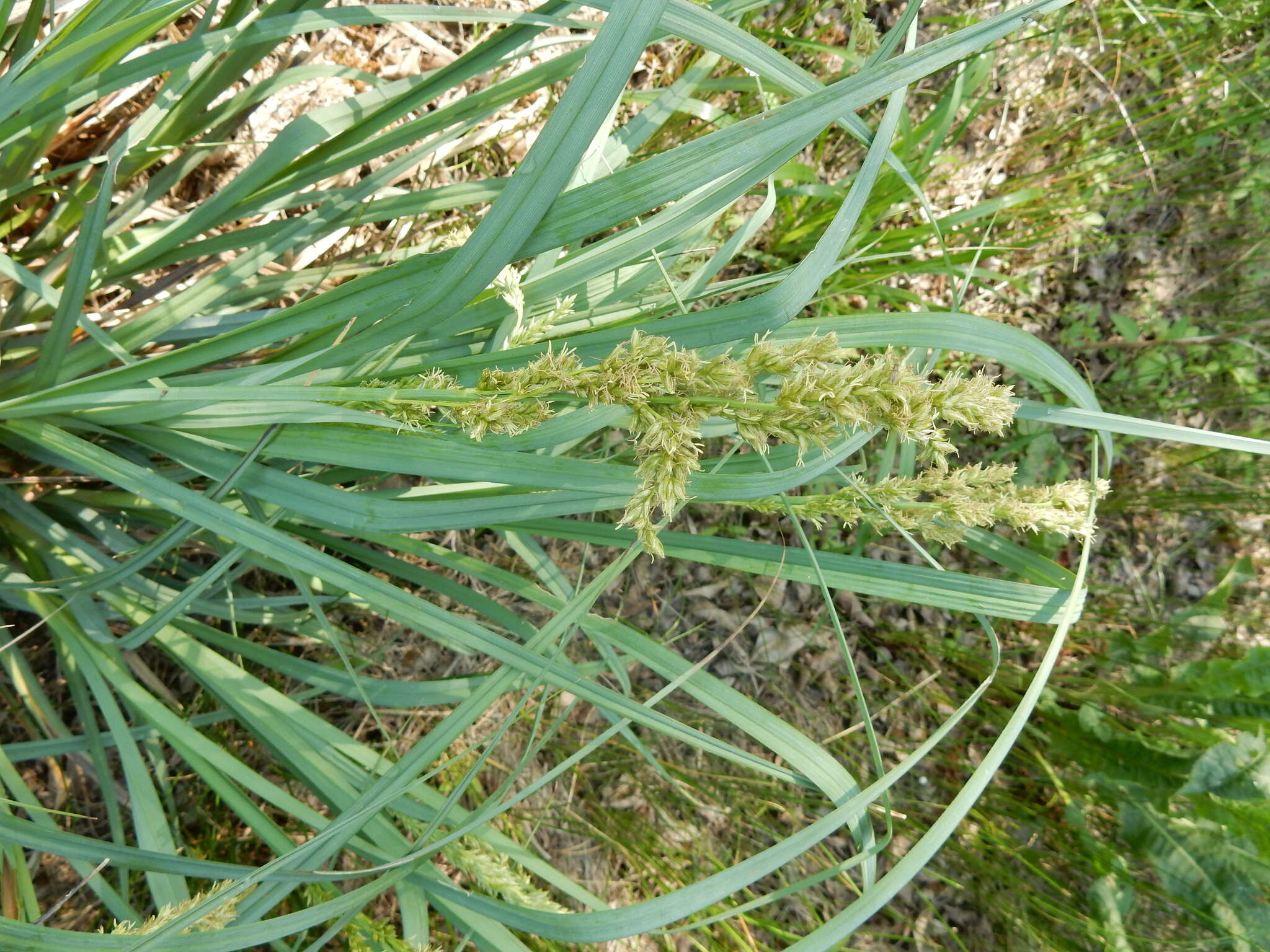 Image of Raven-Foot Sedge