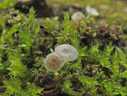 Image of Phloeomana hiemalis (Osbeck) Redhead 2016