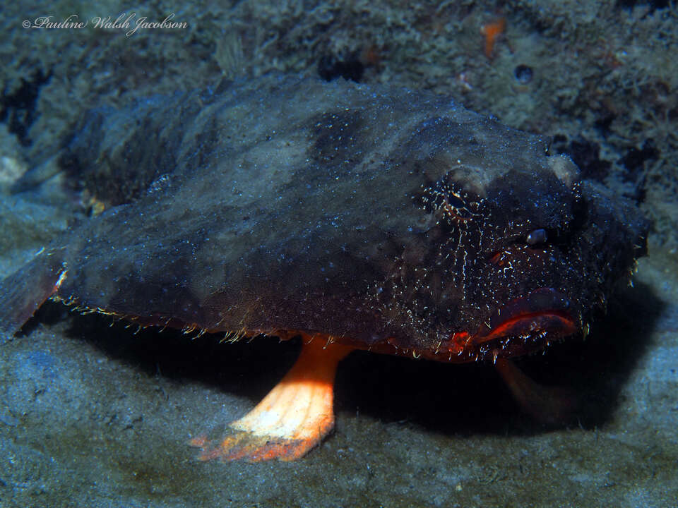 Image of Redbellied batfish