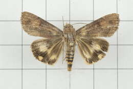 Imagem de Hypocala violacea Butler 1879