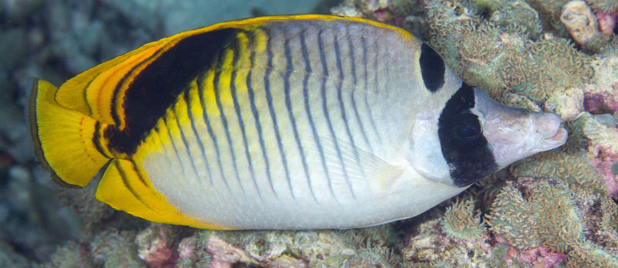 Image of Pig-face Butterflyfish