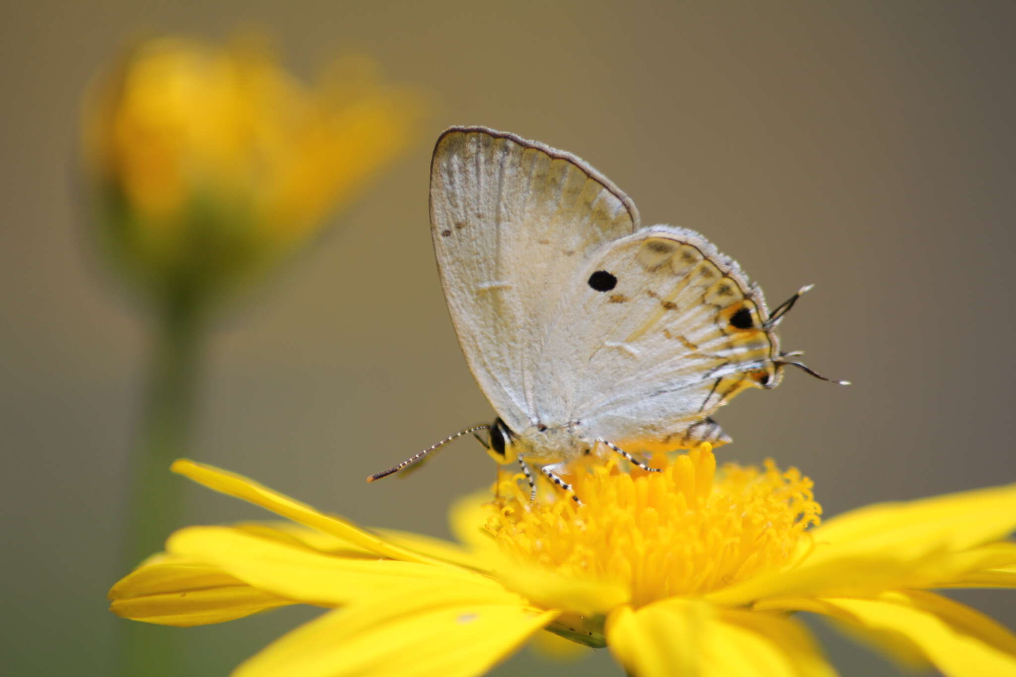 Слика од Hypolycaena ithna Hewitson 1869