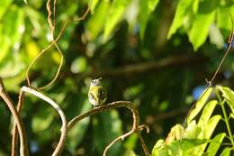 Image of Short-tailed Pygmy Tyrant