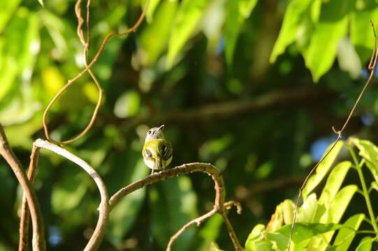 Image of Short-tailed Pygmy Tyrant