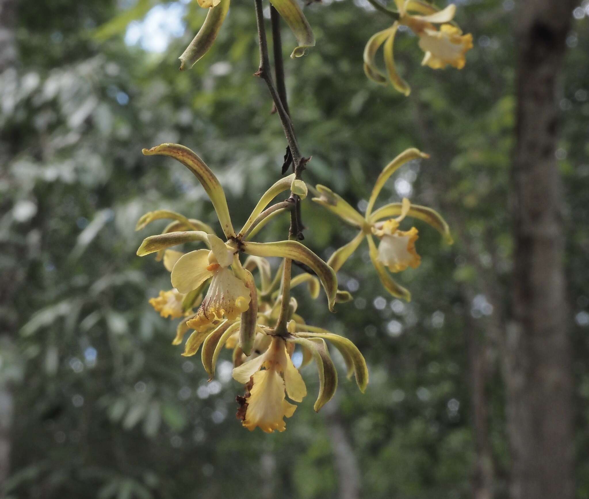 Image de Encyclia alata (Bateman) Schltr.