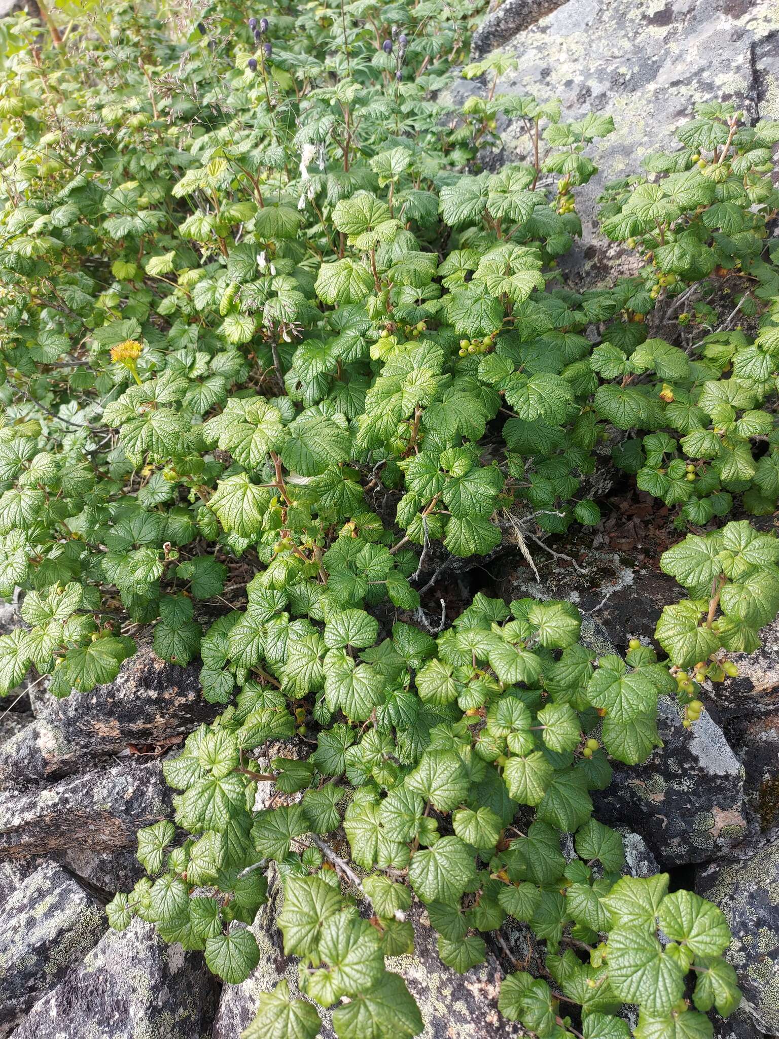 Image of Ribes fragrans Pall.