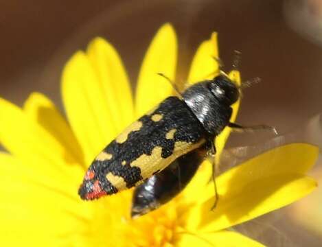 Image of Acmaeodera amabilis Horn 1878