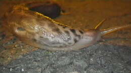 Image de Limax Linnaeus 1758