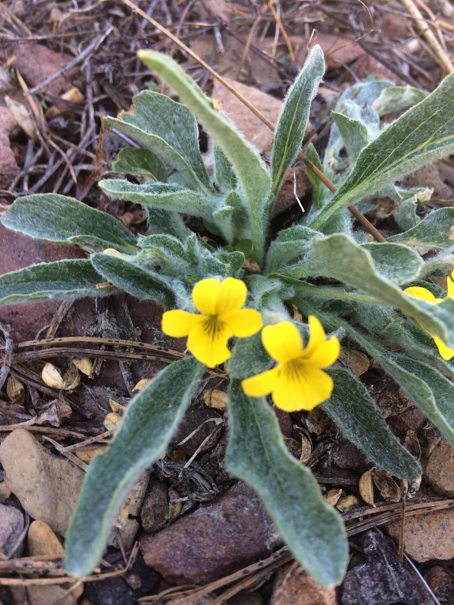 Sivun Viola tomentosa M. S. Baker & J. Clausen kuva