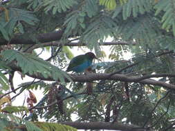 Image of Bay-headed Tanager