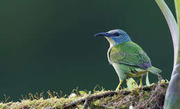 Image of Shining Honeycreeper