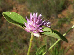 Image of pearly globe amaranth