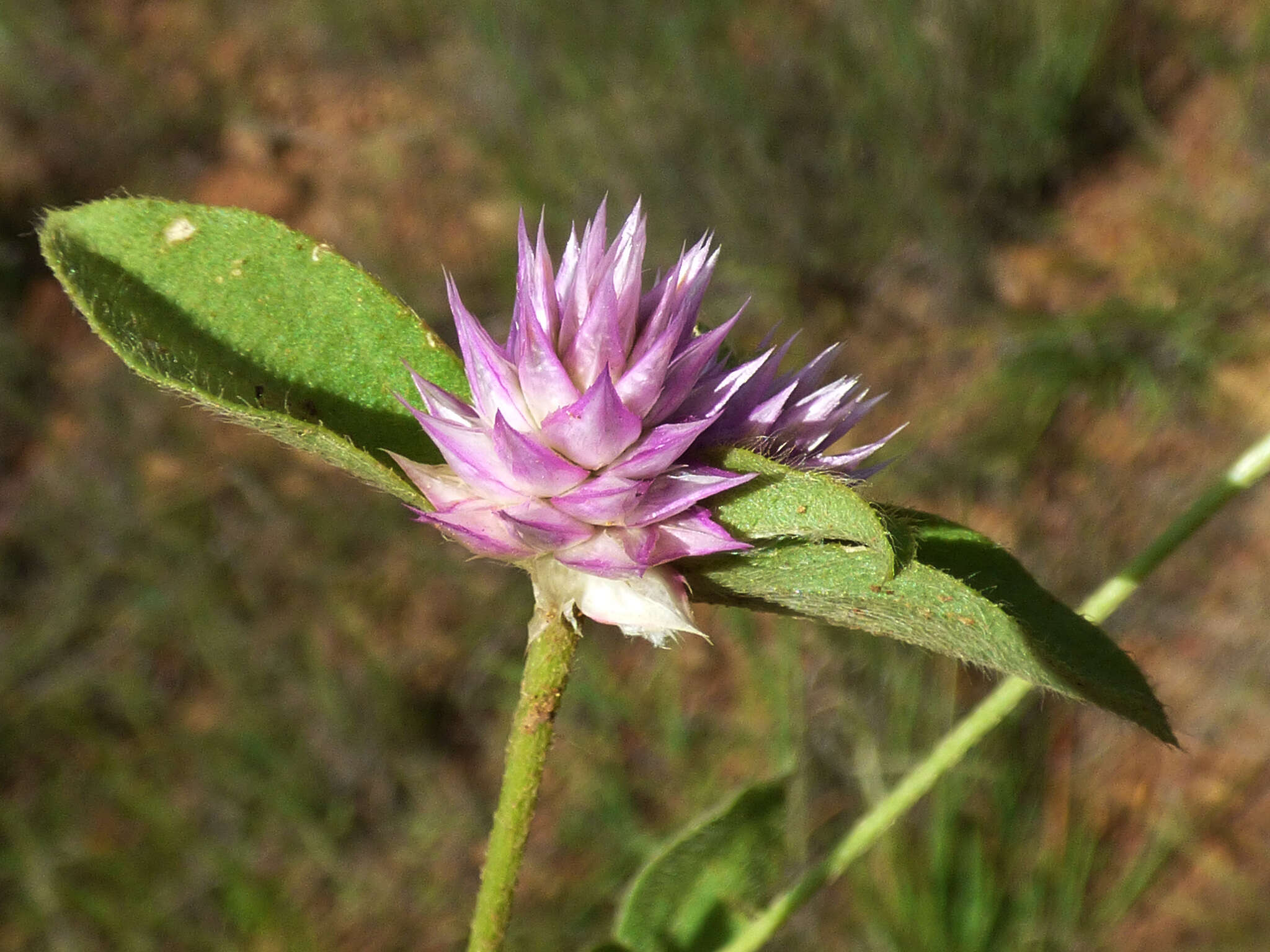 Image of pearly globe amaranth