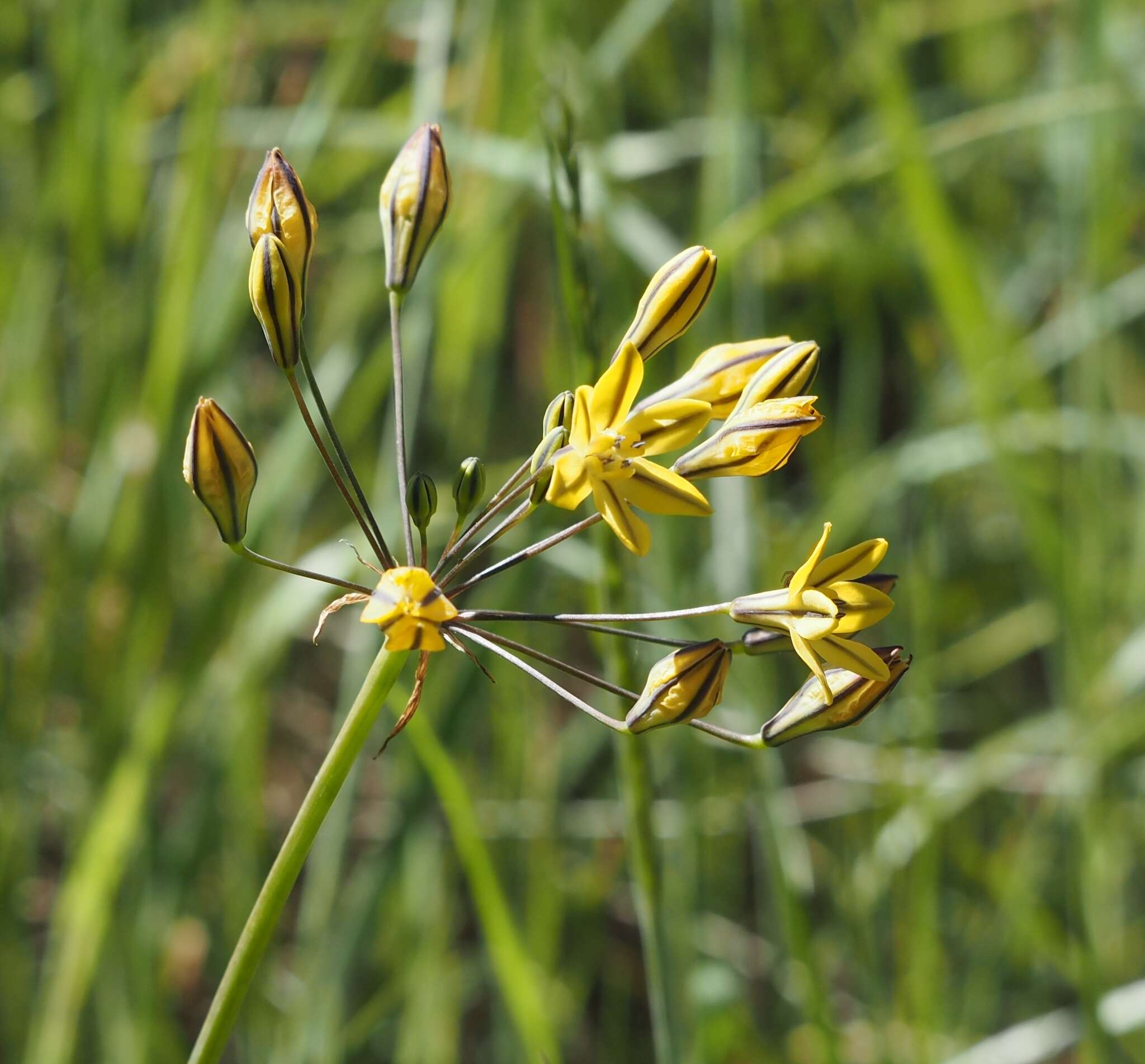 Image of Coast Range triteleia