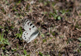 Image of Parnassius hardwickii Gray 1831