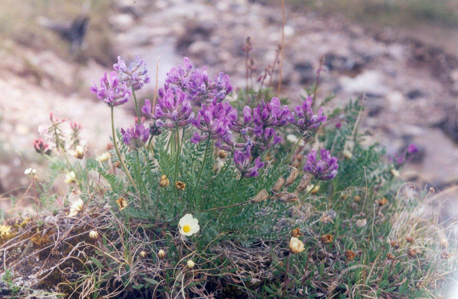 Image of Oxytropis arctica subsp. taimyrensis