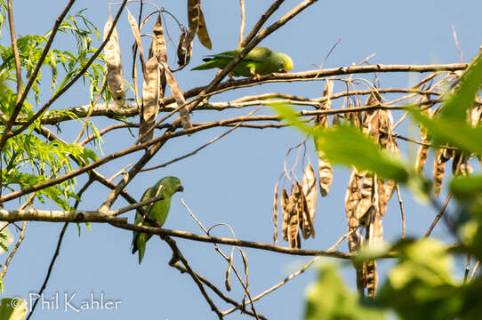 Image of Tui Parakeet