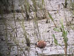 Image of Grey (Red) Phalarope